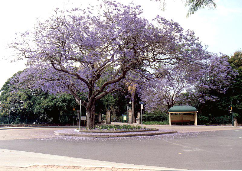 Brisbane City 9001 Jacaranda Tree, Brisbane